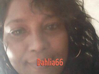 Dahlia66