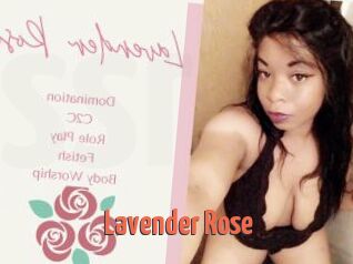 Lavender_Rose