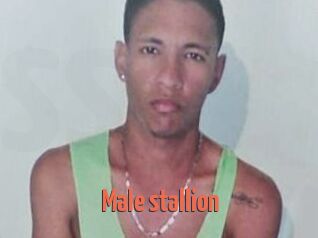 Male_stallion